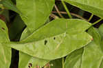 Hedge false bindweed